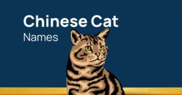 Chinese Cat Names