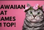 Hawaiian Cat Names