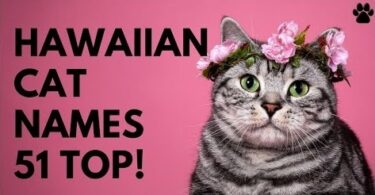 Hawaiian Cat Names