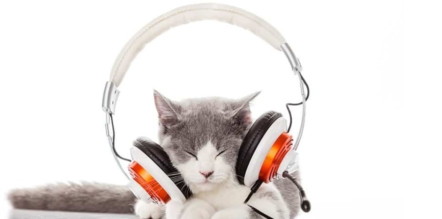 Music Cat Names 1