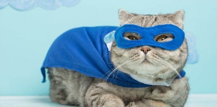 Superhero Cat Names