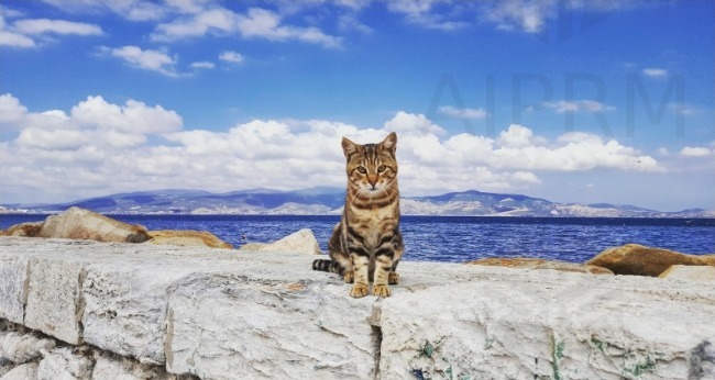 Turkish Cat Names