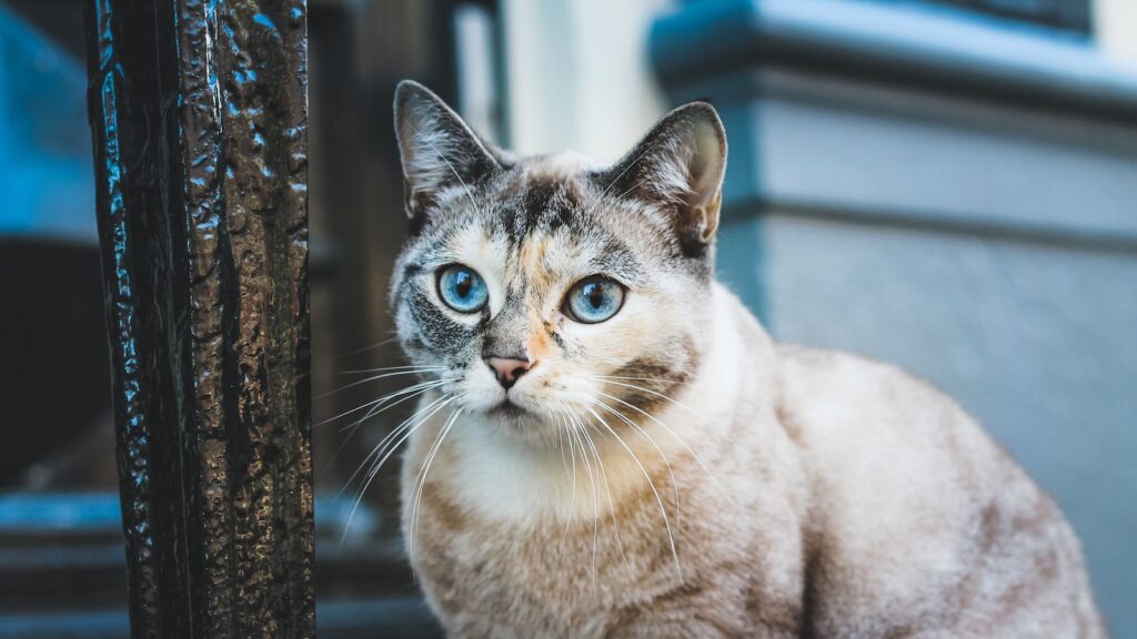 Wiccan Cat Names