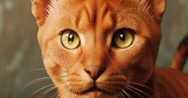 Abyssinian Cat Names