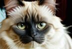 Birman Cat Names