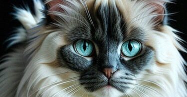 Ragdoll Cat Names