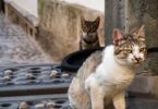 Roman Cat Names