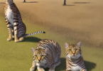 Serengeti Cat Names