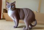 Tonkinese Cat Names