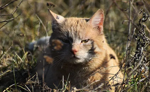 Haitian Cat Names