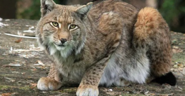 Lynx Cat Names