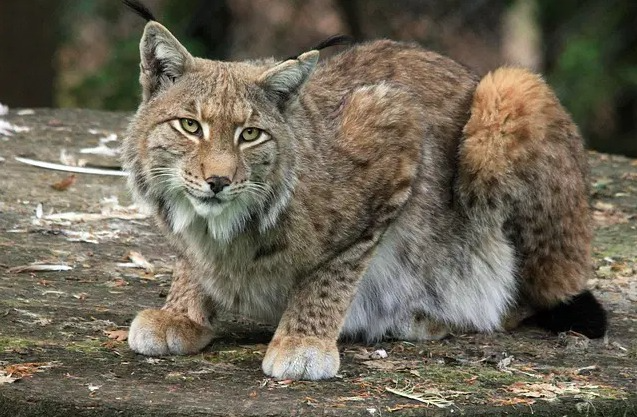 Lynx Cat Names