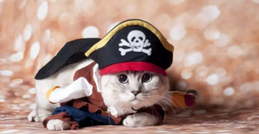 Pirate Cat Names