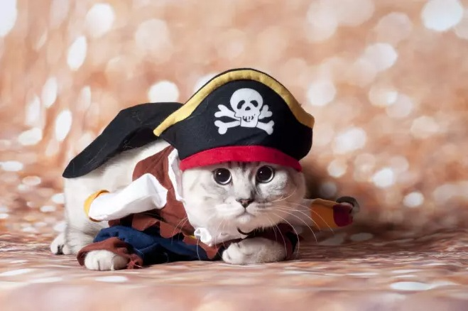 Pirate Cat Names