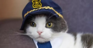 Police Cat Names