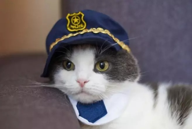 Police Cat Names