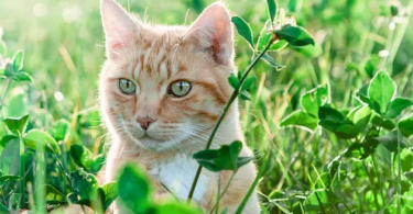 Weather Cat Names: A Guide to Naming Your Feline Friend