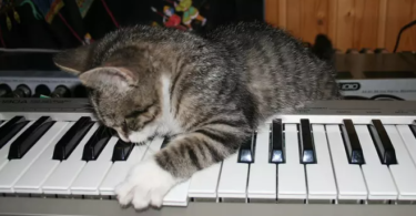Music Inspired Cat Names